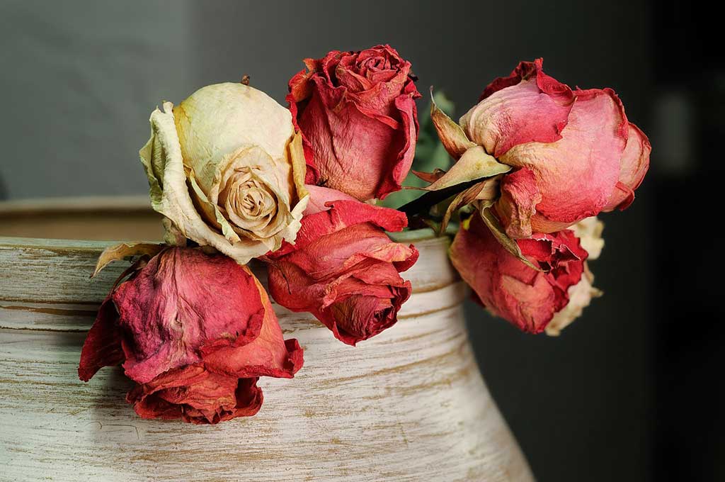 Dried red roses from wedding bouquet 